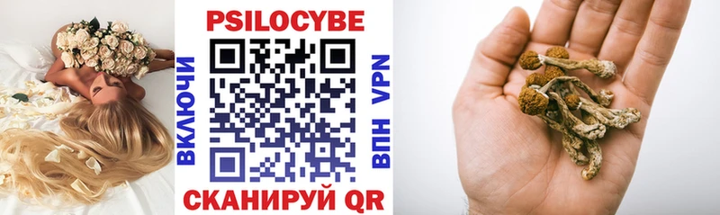 Галлюциногенные грибы Psilocybe где купить Котово